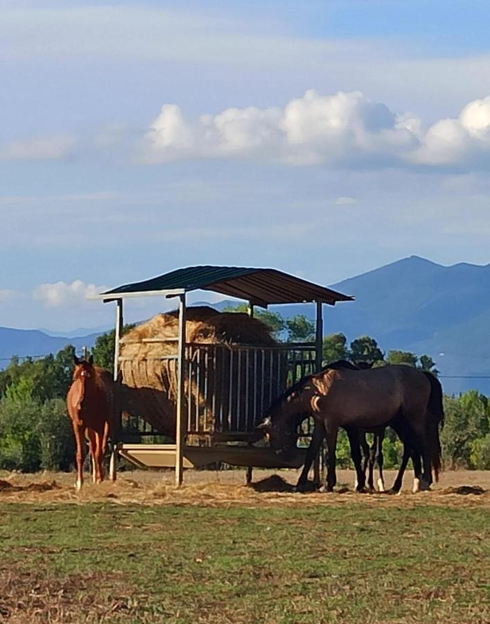 Podere Il Giurato Fauglia Екстериор снимка